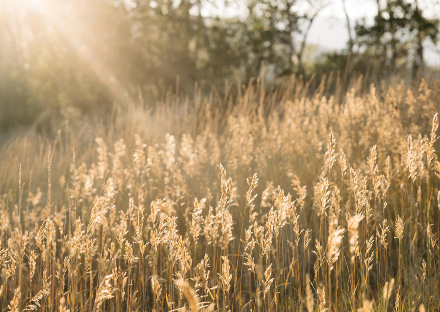 Golden field photograph Sunlight shining across a peaceful field of tall golden grass